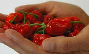 Bhut Jolokia - World's Hottest Pepper