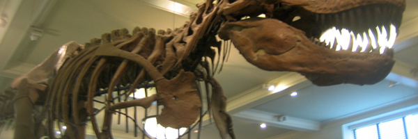 Shop, Dine, & Explore at the American Museum of Natural History