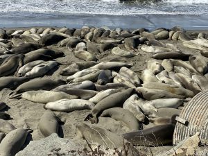 Morro Bay, CA