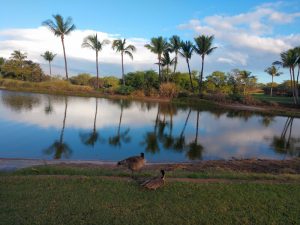 Golf In Maui County: Maui Nui Golf Club