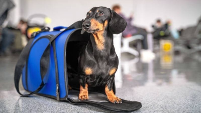 Everything You Need to Know About Transporting Your Dog