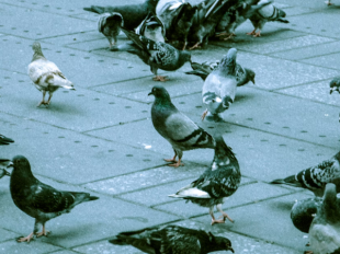 A Comprehensive Guide to Dealing with Birds at Your Commercial Property in London